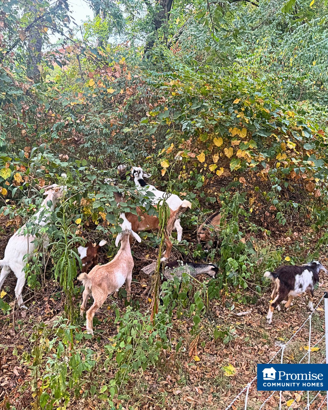 🐐🌿 𝐓𝐡𝐞 𝐑𝐞𝐭𝐮𝐫𝐧 𝐨𝐟 𝐭𝐡𝐞 𝐆𝐨𝐚𝐭𝐬! 🌿🐐
They’re baaaack! 🐐💨 After the herd success earlier this year, the goats from @goatsonthego_stlouis—the local affiliate herd of @goatsonthego—returned to 𝐏𝐂𝐇 to 𝘴𝘶𝘴𝘵𝘢𝘪𝘯𝘢𝘣𝘭𝘺 clear more brush and weeds behind several homes.
Beyond updating home interiors for adults with 𝐈𝐃𝐃, we care for some 𝘩𝘰𝘮𝘦 𝘦𝘹𝘵𝘦𝘳𝘪𝘰𝘳𝘴 too. Huge thanks to this hardworking, four-legged crew for another amazing job! 👏💚🐐
𝐄𝐯𝐞𝐫𝐲 𝐟𝐨𝐫𝐞𝐯𝐞𝐫 𝐡𝐨𝐦𝐞 𝐝𝐞𝐬𝐞𝐫𝐯𝐞𝐬 𝐜𝐚𝐫𝐞, 𝐦𝐚𝐢𝐧𝐭𝐞𝐧𝐚𝐧𝐜𝐞, 𝐚𝐧𝐝 𝐥𝐨𝐯𝐞. 💙💛
#goatsonthego #goats #grazinggoats #landscapesolutions #landscaping #maintenance #invasiveplants #honeysuckle #stlouismo #pchstl #promisecommunityhomes #foreverhome #accessibilitymatters #disabilityinclusion #iddcommunity #nonprofitlife