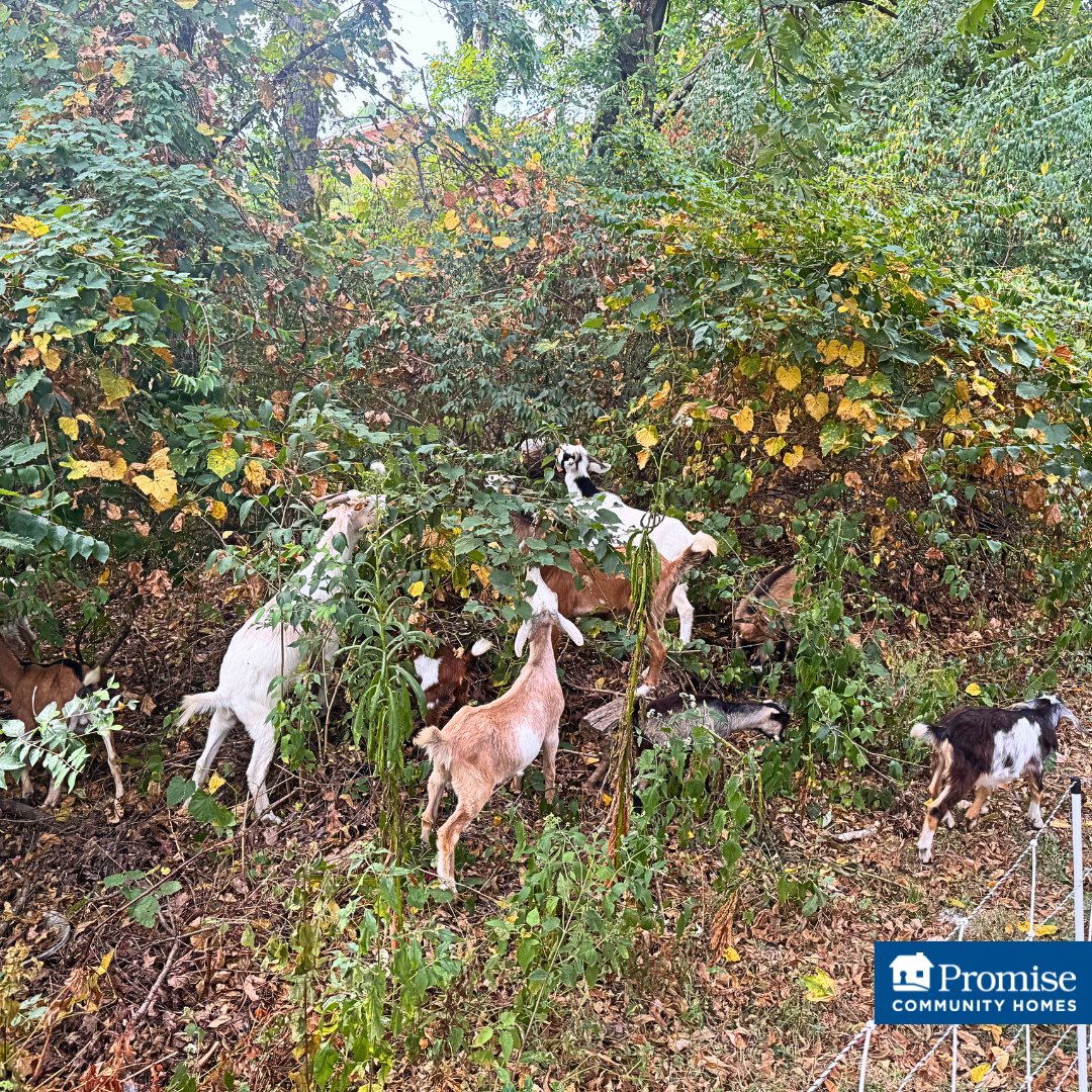 🐐🌿 𝐓𝐡𝐞 𝐑𝐞𝐭𝐮𝐫𝐧 𝐨𝐟 𝐭𝐡𝐞 𝐆𝐨𝐚𝐭𝐬! 🌿🐐
They’re baaaack! 🐐💨 The goat herd from @goatsonthego_stlouis—the local affiliate herd of @goatsonthego—returned to 𝐏𝐂𝐇 to 𝘴𝘶𝘴𝘵𝘢𝘪𝘯𝘢𝘣𝘭𝘺 clear as much remaining brush, weeds, and invasive honeysuckle behind several homes.
➡️ Swipe for the dramatic before/after! 
Beyond updating home interiors for adults with 𝐈𝐃𝐃, we care for some 𝘩𝘰𝘮𝘦 𝘦𝘹𝘵𝘦𝘳𝘪𝘰𝘳𝘴 too. Huge thanks to this hardworking, four-legged crew for another amazing job! 👏💚🐐
𝐄𝐯𝐞𝐫𝐲 𝐟𝐨𝐫𝐞𝐯𝐞𝐫 𝐡𝐨𝐦𝐞 𝐝𝐞𝐬𝐞𝐫𝐯𝐞𝐬 𝐜𝐚𝐫𝐞, 𝐦𝐚𝐢𝐧𝐭𝐞𝐧𝐚𝐧𝐜𝐞, 𝐚𝐧𝐝 𝐥𝐨𝐯𝐞. 💙💛
#goatsonthego #goats #grazinggoats #landscapesolutions #landscaping #maintenance #invasiveplants #honeysuckle #stlouismo #pchstl #promisecommunityhomes #foreverhome #accessibilitymatters #disabilityinclusion #iddcommunity #nonprofitlife #beforeandafter