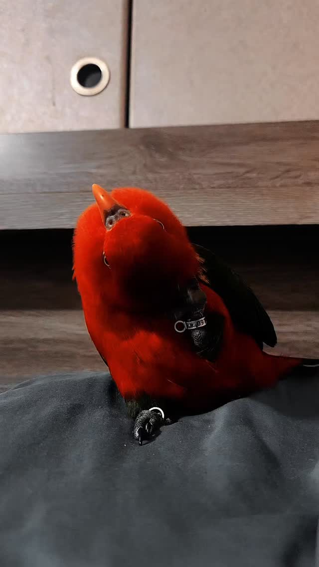 可愛鳥鳥❤️ 可愛鳥鳥❤️