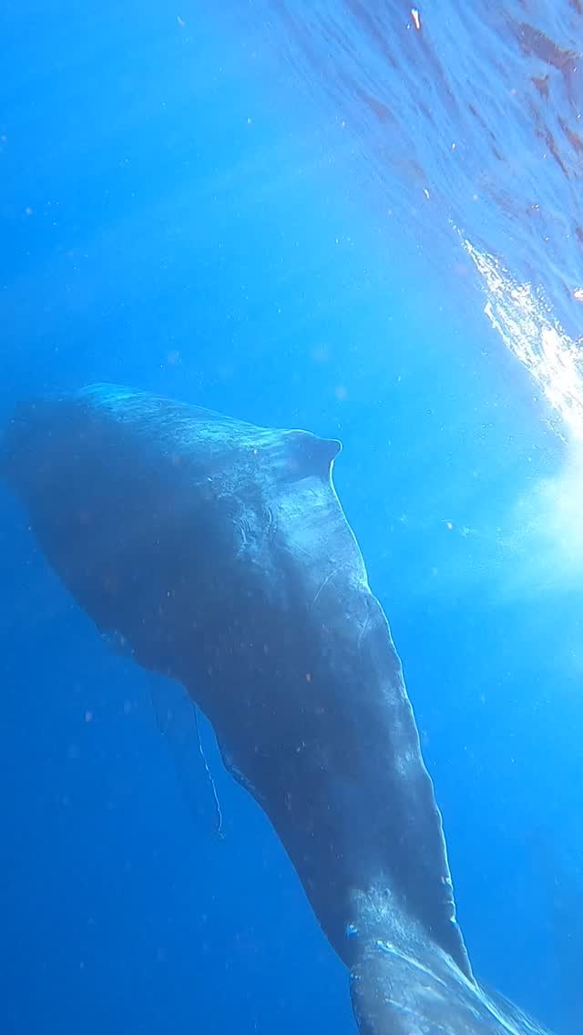 シーマックスダイビングクラブ沖縄公式インスタグラム