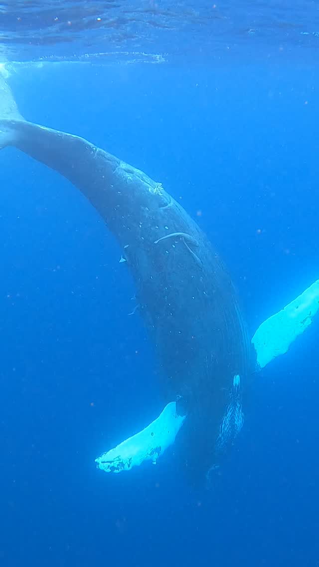 シーマックスダイビングクラブ沖縄公式インスタグラム