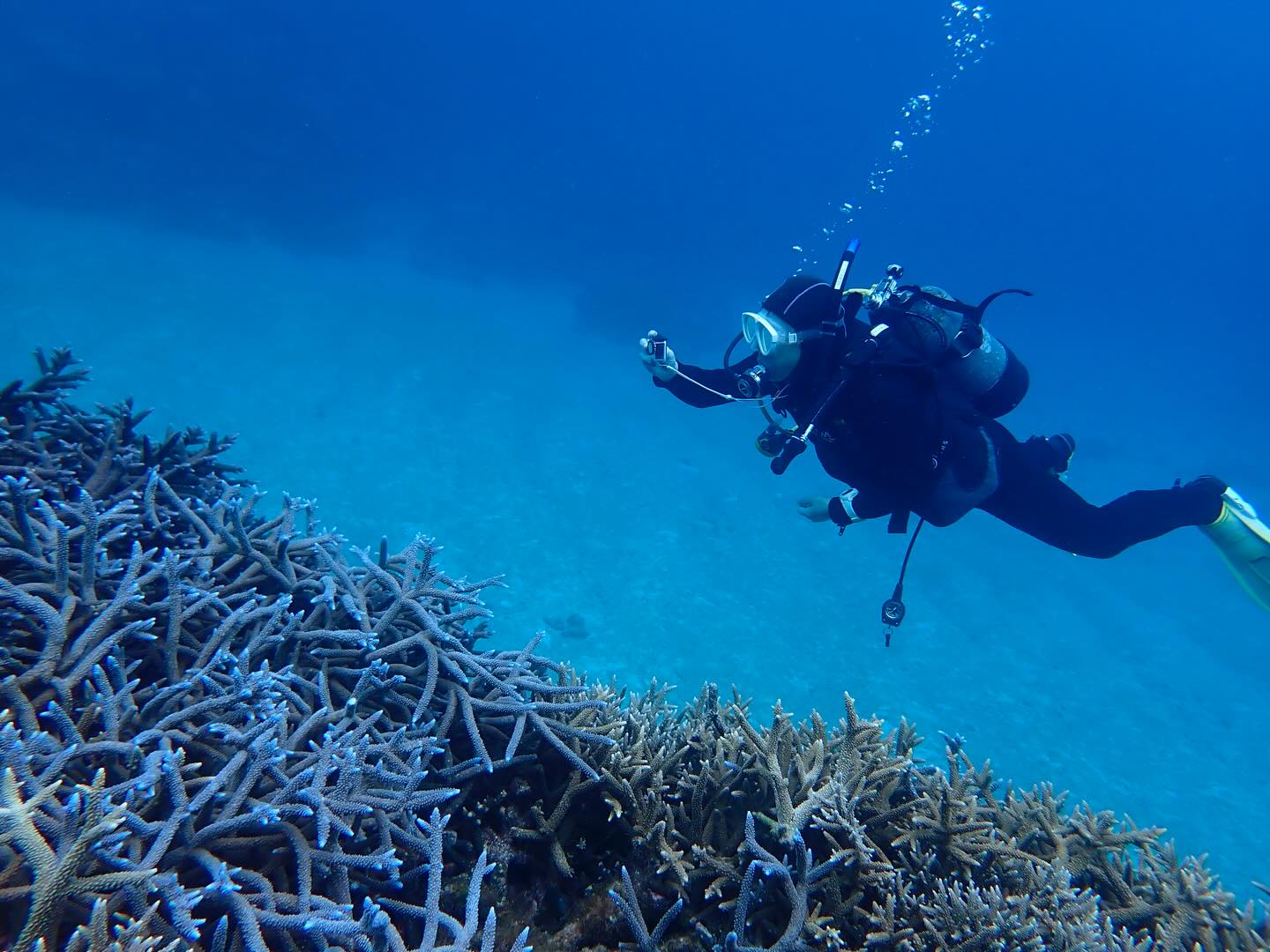 シーマックスダイビングクラブ沖縄公式インスタグラム