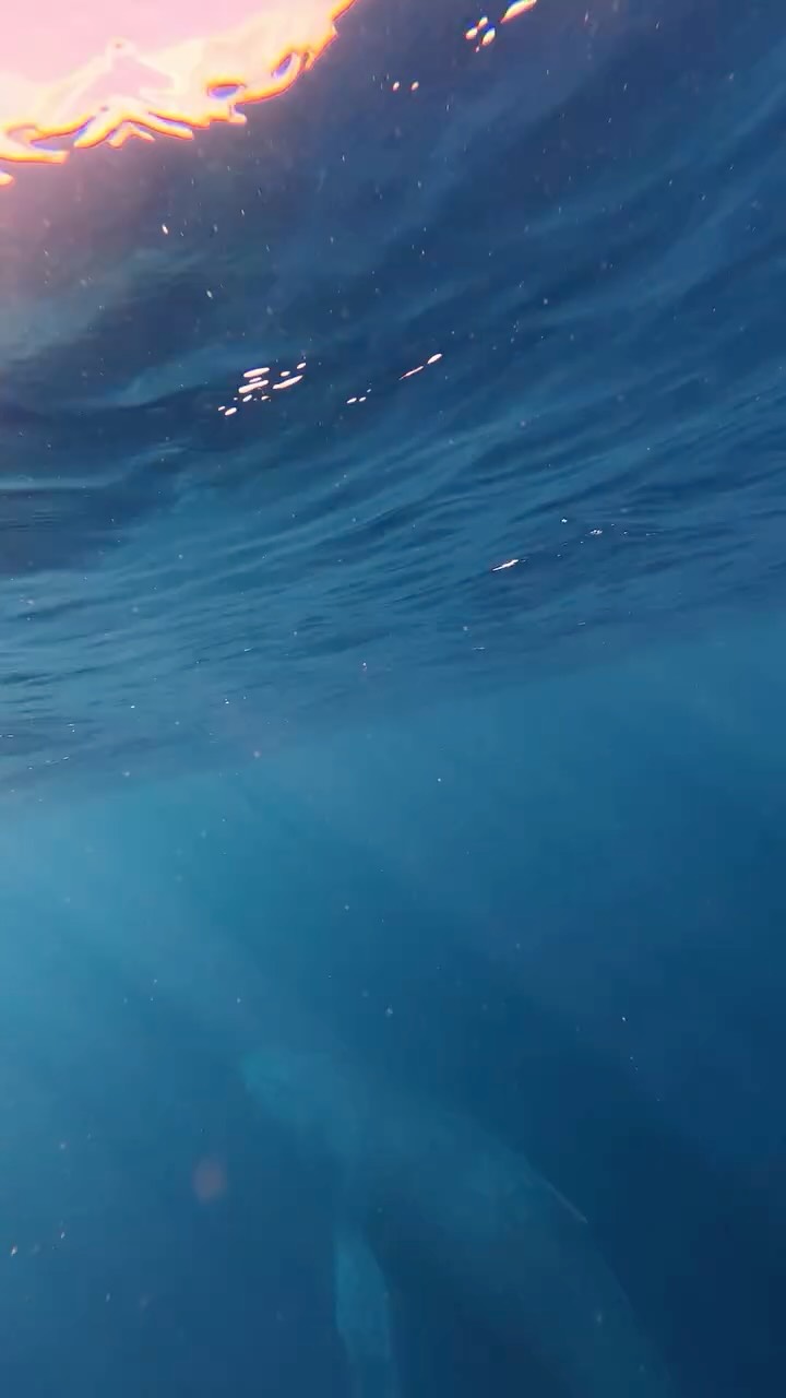 シーマックスダイビングクラブ沖縄公式インスタグラム