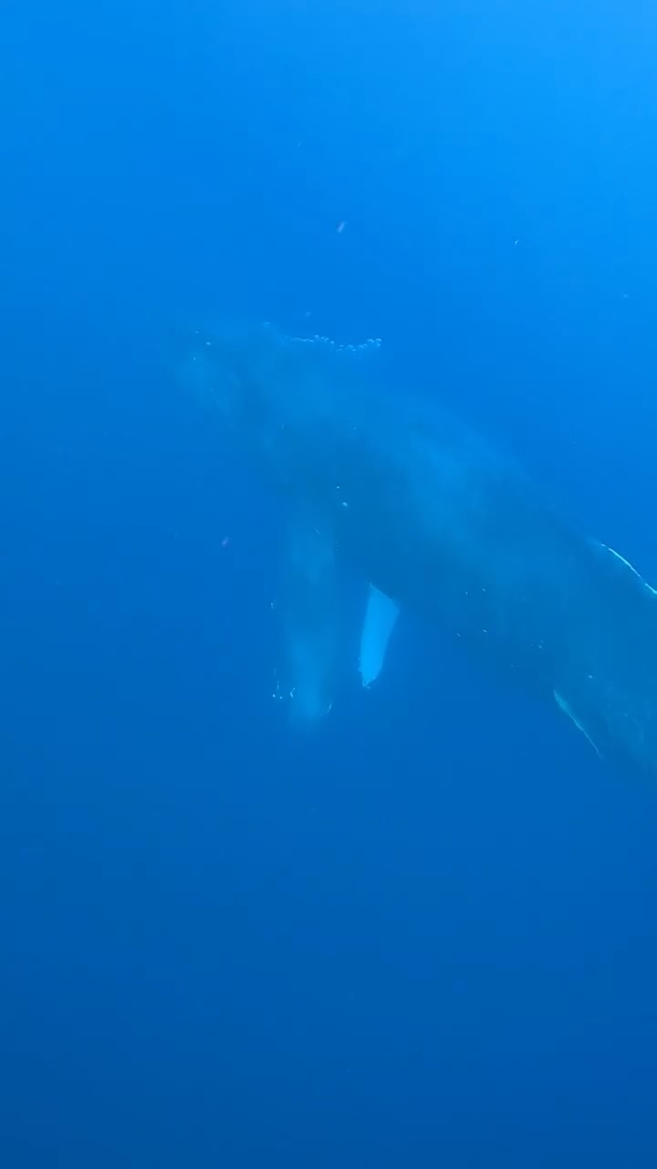 シーマックスダイビングクラブ沖縄公式インスタグラム