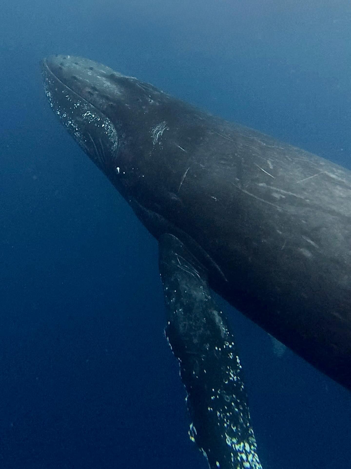 シーマックスダイビングクラブ沖縄公式インスタグラム